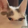 valemoniii