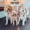 kane.nash.and.scout