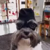 paozito01