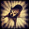 puglover2339