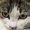 mewtchia