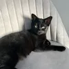 amelia_carverr