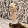 msprolapse