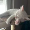kittylifeo