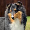 zaffreshetlandsheepdogs
