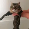 nic.