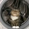 catsonweeds