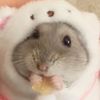 kawaiikrisx