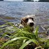papu.the.dog