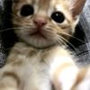 xioo.miau