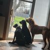 lazytrio3.0