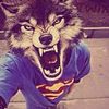 kelkmss