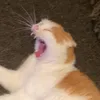 soymilkbitchh