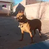 paoapa1