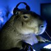 thecapybaraguy_