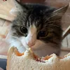 lulublue_0211