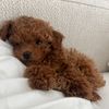 mochitheteacuppoodle