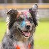 dakotatheaussie