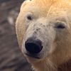 polarbearlover30