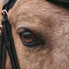 power.pony.arielle.2acc
