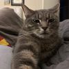 ally_whiskers