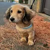🍊lptheminidaschund