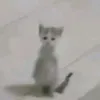 linkintt