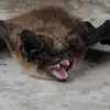 richardlambada