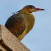 gimenitas