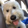 chasethedoodle