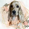 _lola_cocker_spaniel_