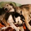 mustlovedogs79