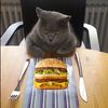 burgacat111