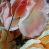 golden_star_1029