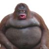 sjsoupp