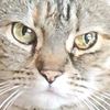 pawsitivelypurrfecttails