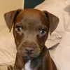 nugsthedog