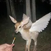 jakespears7
