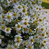 daisyflower278