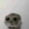 edite._.aleatorio0