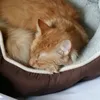 valentinethecat5
