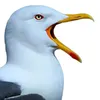viennarandom