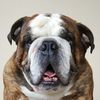 fatboy_kingston