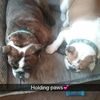 kittypoopoos