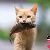 merlisher
