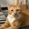 miu_thecat