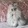 loretofrancomotita