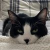 socks_theferalcat