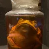 kleptomina