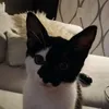 vhsammy